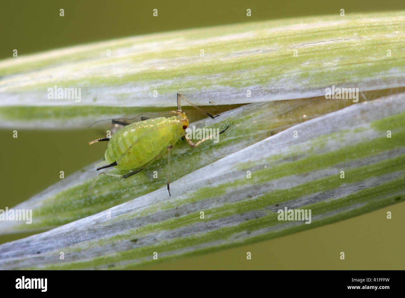 Englisch Korn gegen Blattläuse, Sitobion avenae, wirtschaftlich bedeutenden Schädlingen der Körner Stockfoto