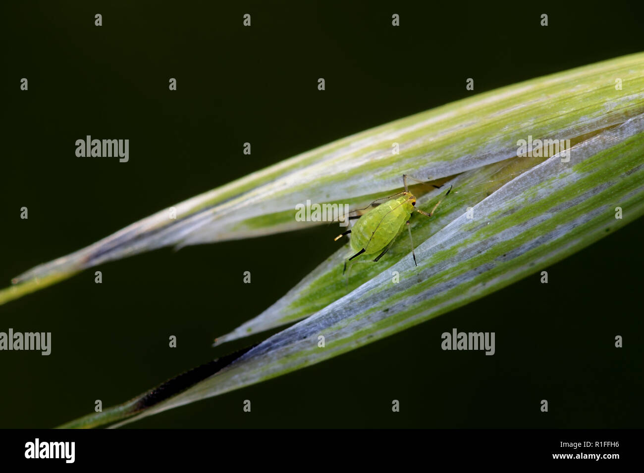 Englisch Korn gegen Blattläuse, Sitobion avenae, wirtschaftlich bedeutenden Schädlingen der Körner Stockfoto