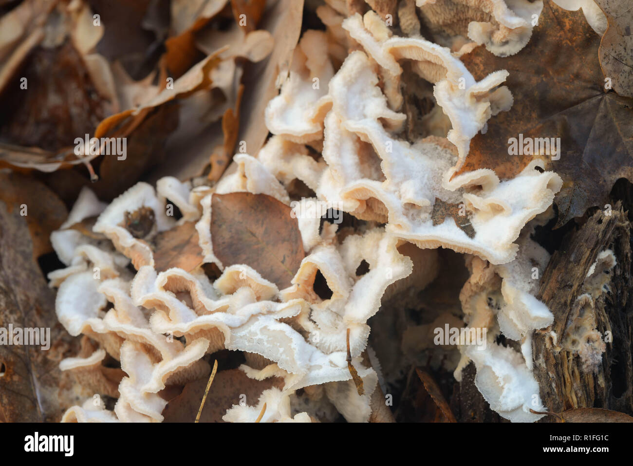 Schizophyllus communis weißer Schimmel auf Baumstumpf Stockfoto