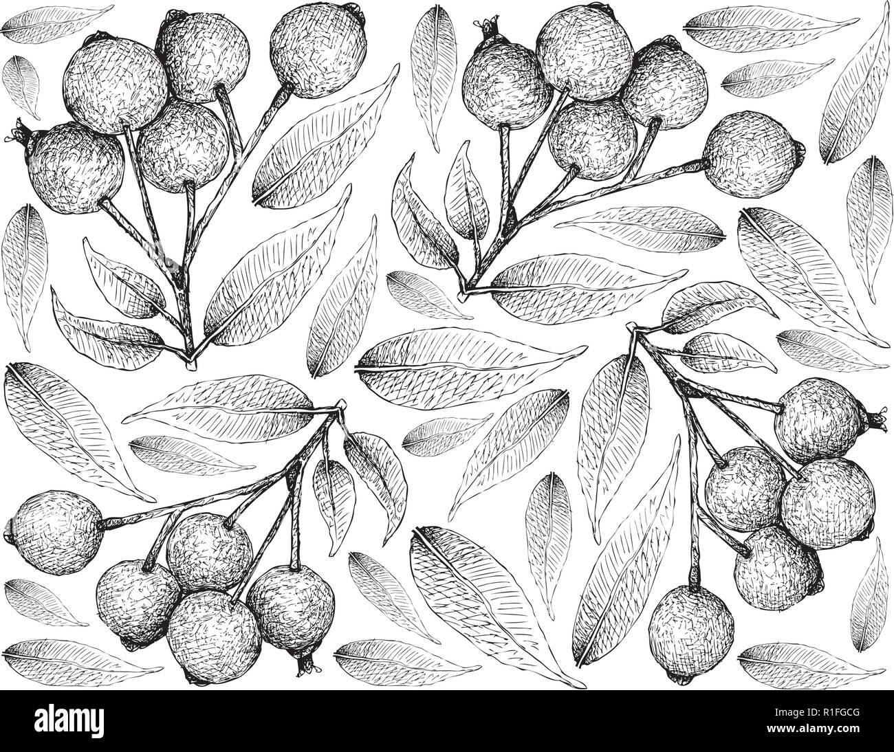 Beerenfrucht, Illustration Wallpaper von Hand gezeichnete Skizze von Magenta Lilly Pilly, Magenta Kirsche oder Syzygium Paniculatum Früchte isoliert auf Weiß Zurück Stock Vektor