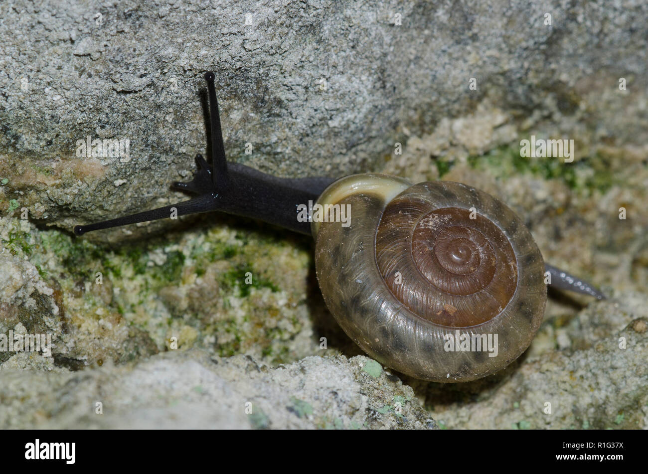 Land Snail, Familie Polygyridae Stockfoto