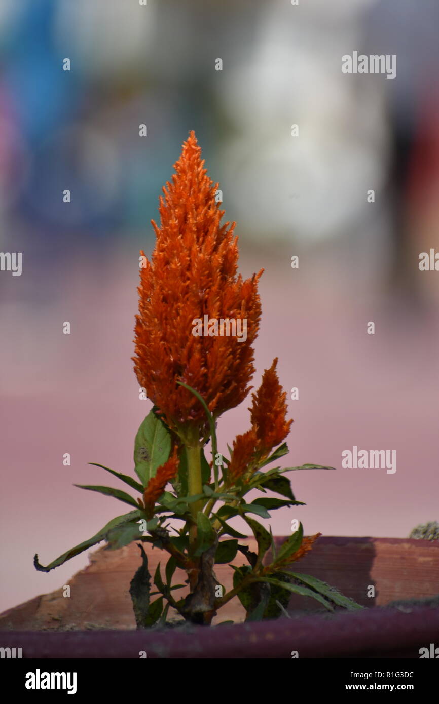 Schöne orange Blumen Pflanzen Stockfoto