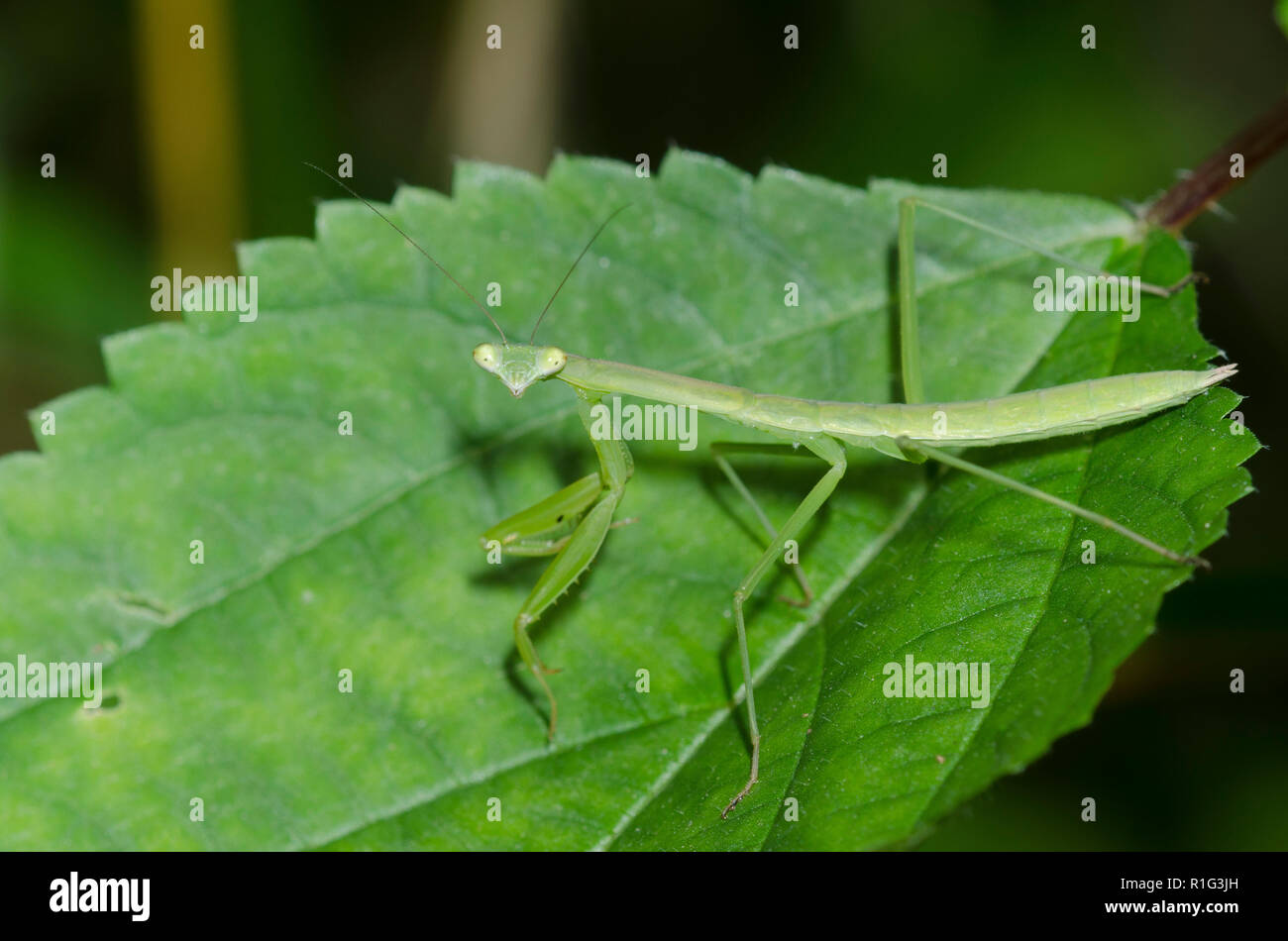 Chinesische Mantis, Tenodera sinensis Stockfoto