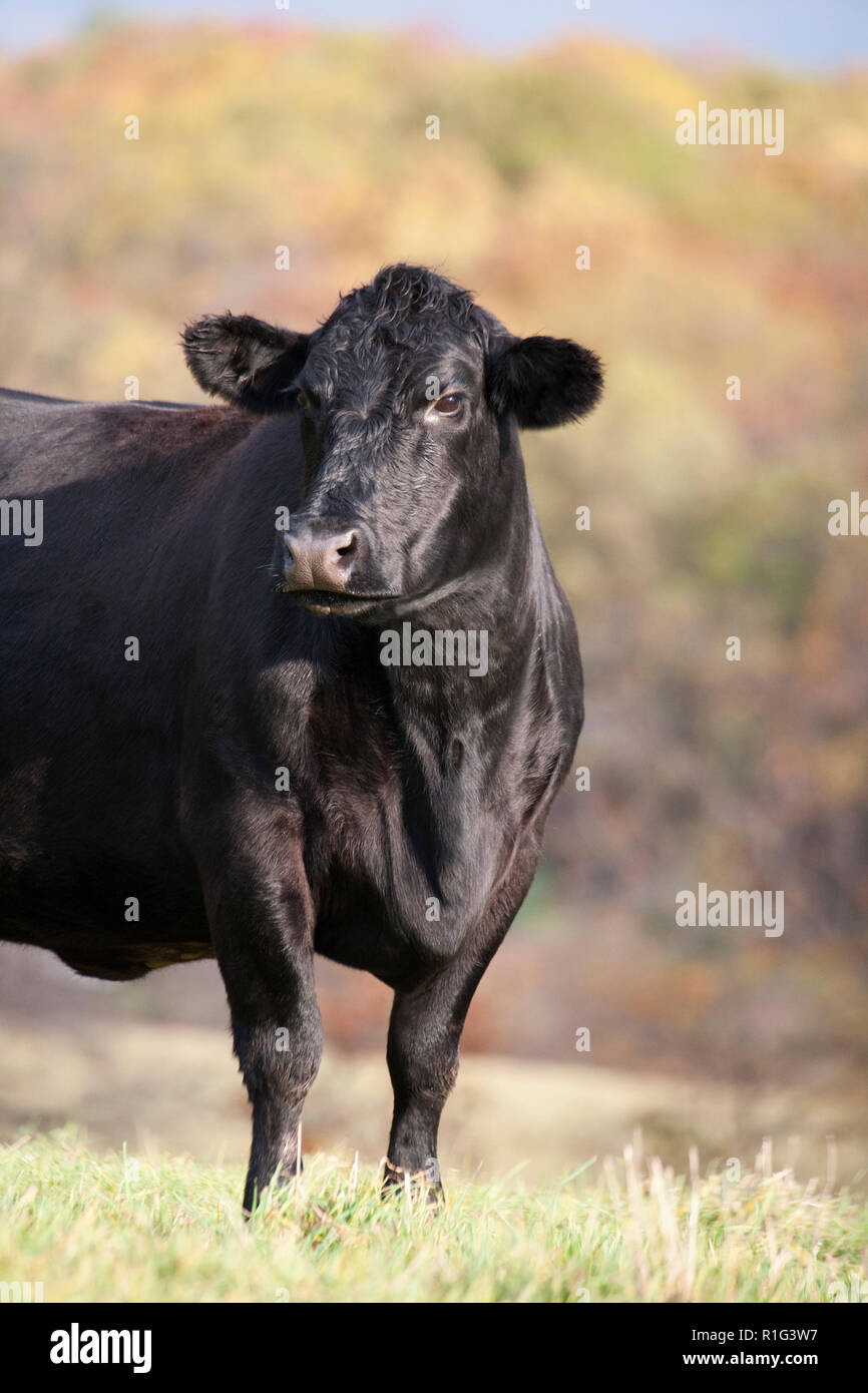 Black Angus Kuh auf der Weide Stockfoto
