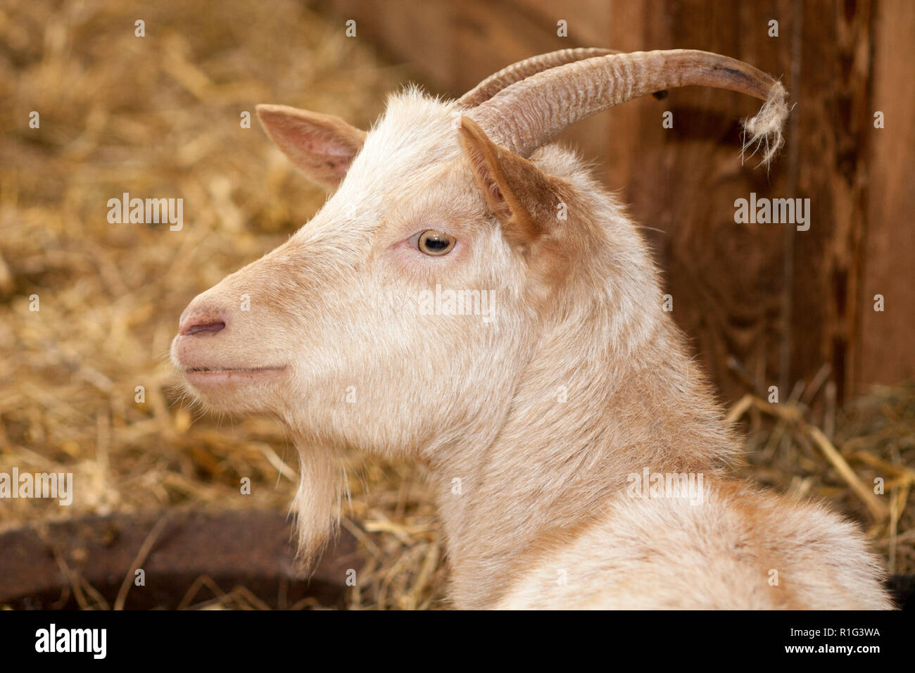 Goldene Guernsey-Ziege in einer Scheune, Nahaufnahme Stockfoto
