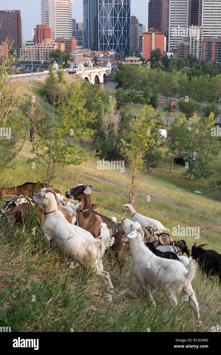Gezielte Beweidung durch eine Ziegenherde, die für die natürliche Unkrautbekämpfung und die Wiederherstellung von Lebensräumen auf einem Hügel mit Blick auf die Innenstadt von Calgary verwendet wird Stockfoto