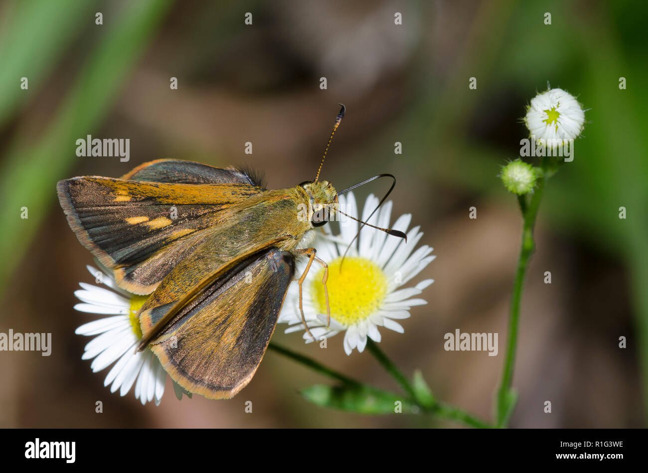 Südlicher Bruchstrich, Polites otho, weiblicher Nektaring aus fleabane, Erigeron sp. Stockfoto