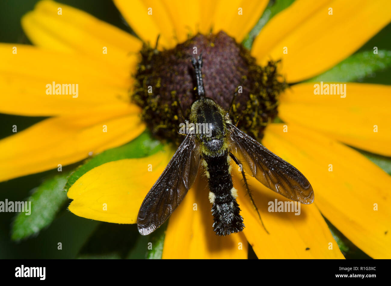 Bienen fliegen, Lepidophora lepidocera, black-eyed Susan, Rudbeckia hirta Stockfoto