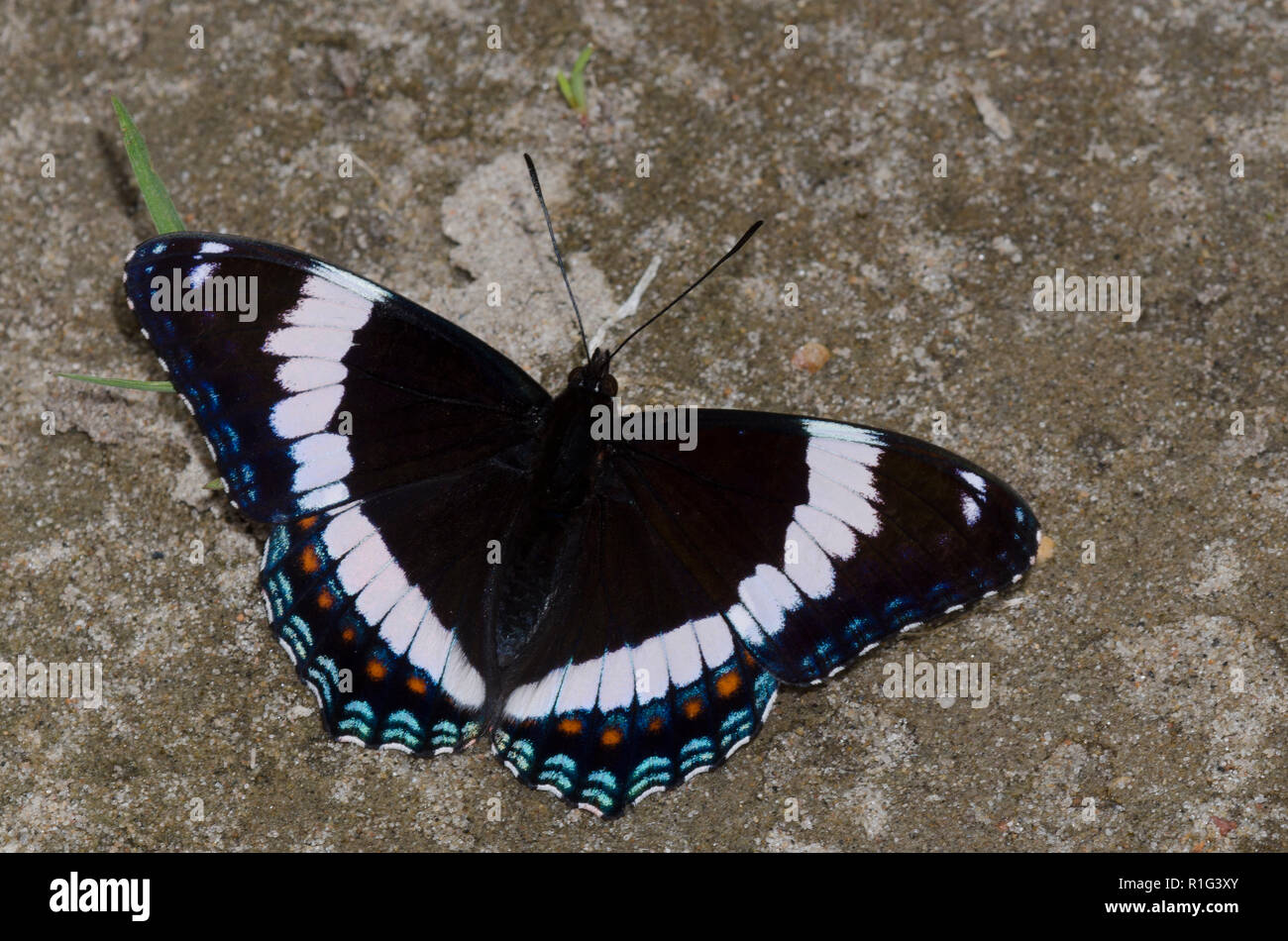 White Admiral, Limenitis arthemis, Schlamm - puddling Stockfoto