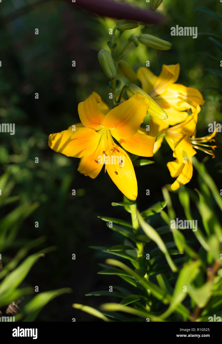 Helle gelbe Lilie (Lilium) Blüte beschattet, aber mit dem Strahl des Sonnenlichts auf seine Blütenblätter. Lilie Blume symbolisiert Reinheit und raffinierte Schönheit. Stockfoto