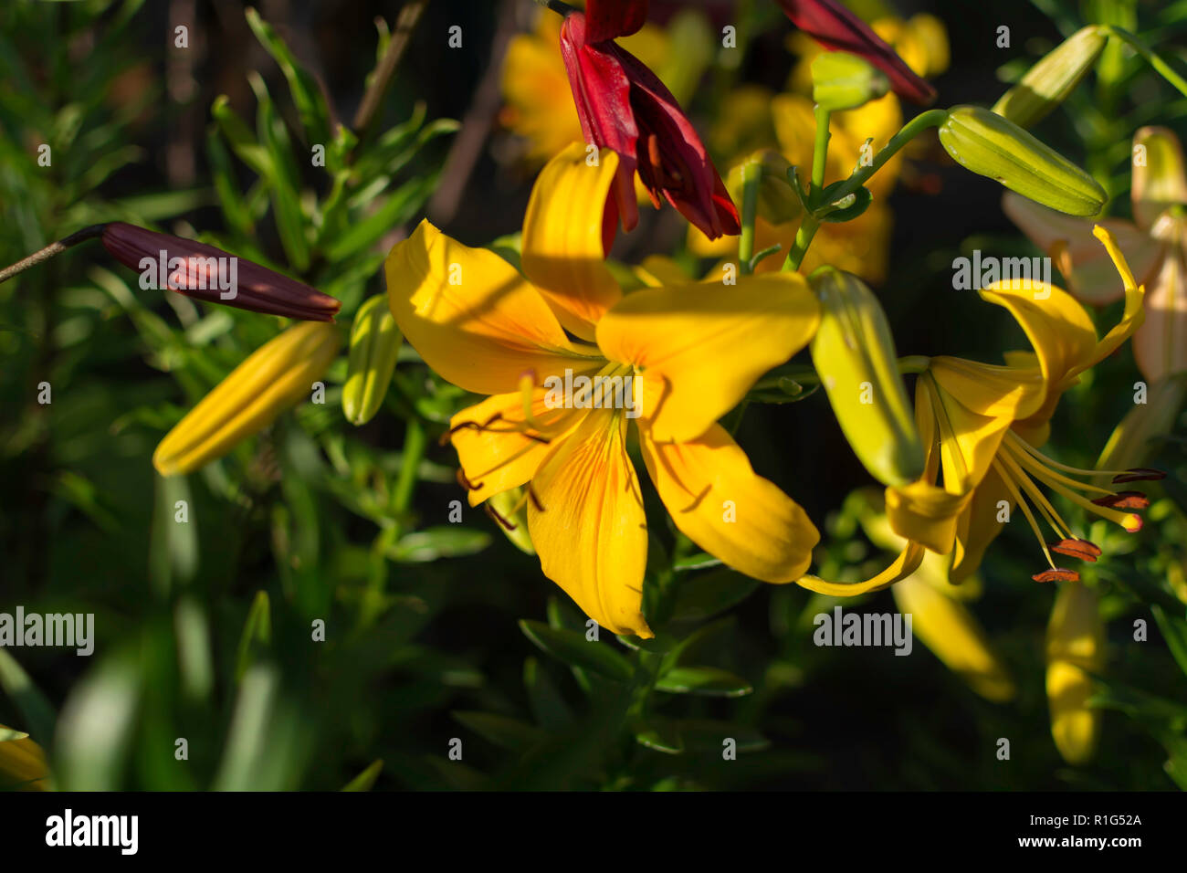 Helle gelbe Lilie (Lilium) Blüte beschattet, aber mit dem Strahl des Sonnenlichts auf seine Blütenblätter. Lilie Blume symbolisiert Reinheit und raffinierte Schönheit. Stockfoto