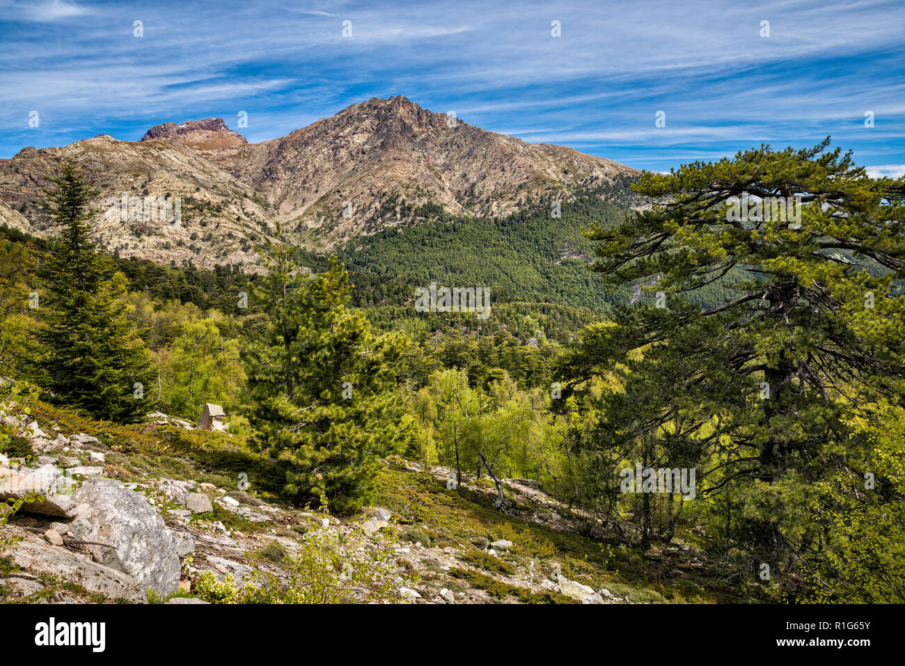 Ponte de Cricche Gipfel auf Massive de Cinto, Blick vom Col de Vergio, Mountain pass auf der Straße D-84, Haute-Corse, Korsika, Frankreich Stockfoto