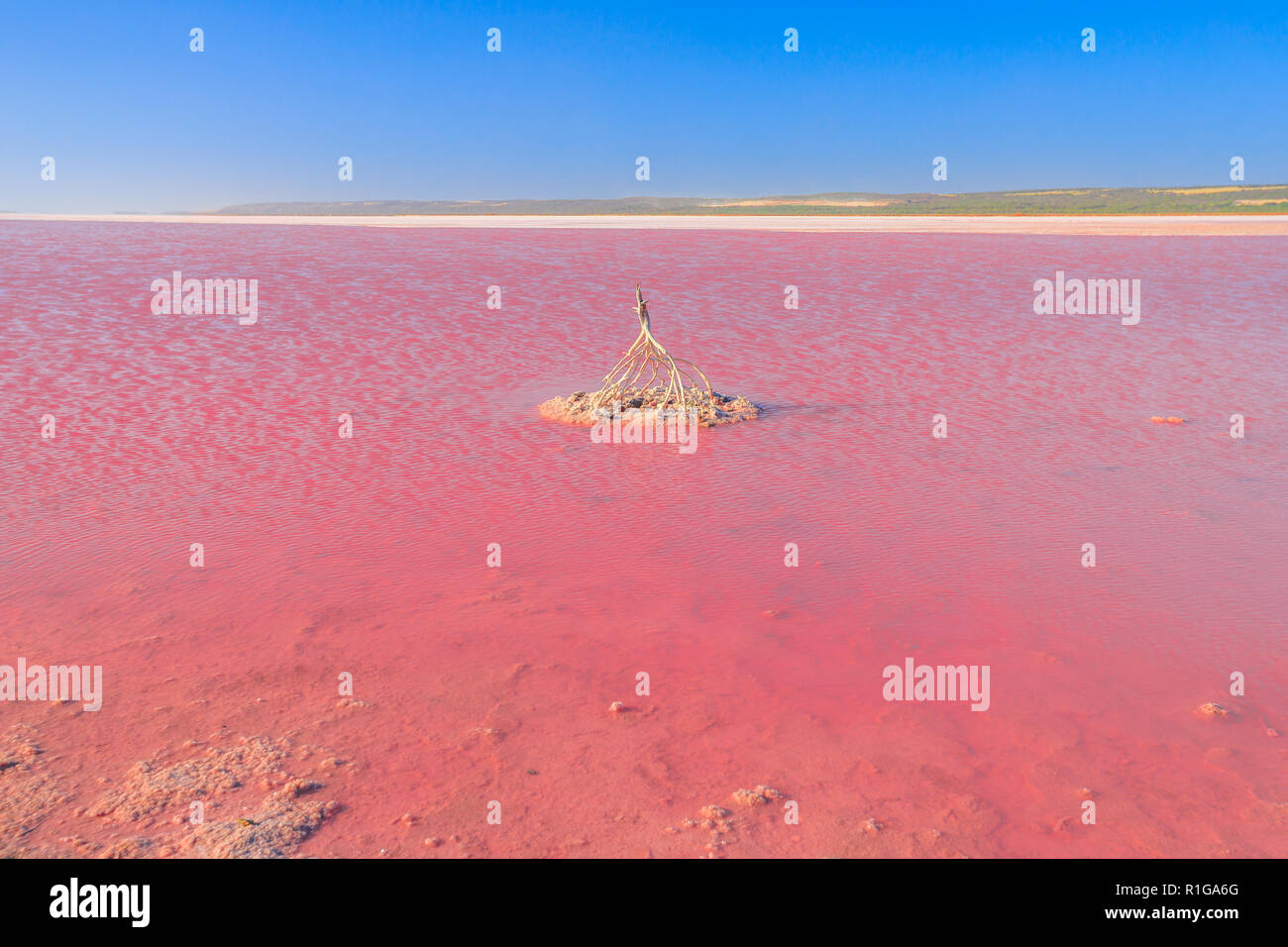 Pink Salt Lake in Gregory, Western Australia. Horizont Landschaft der Hutt Lagoon zwischen Geraldton und Kalbarri. Lebendige rosa Farbe, die für die Präsenz von Algen im Sommer. Blauer Himmel mit kopieren. Stockfoto