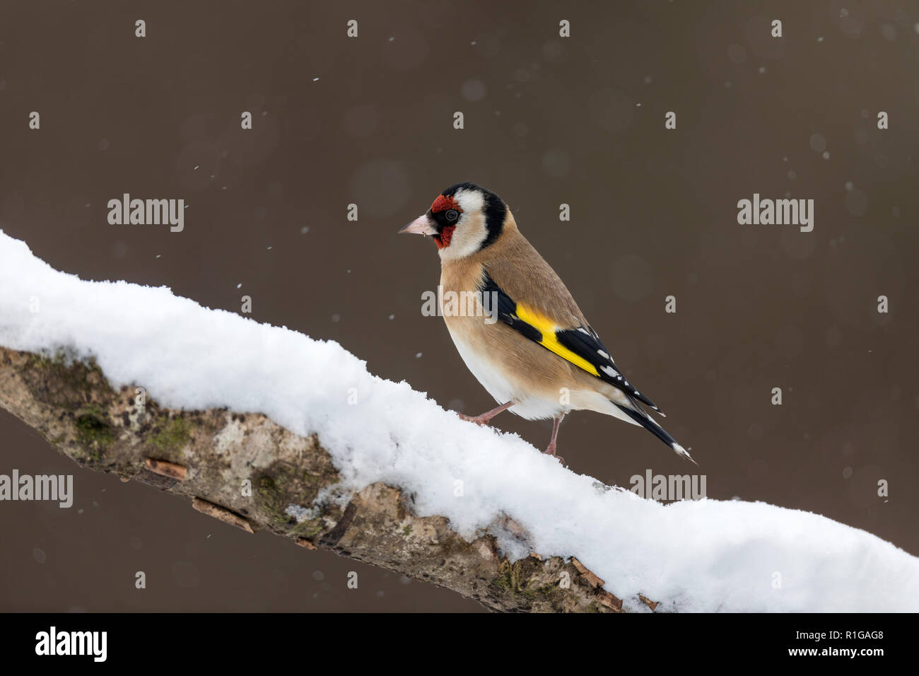 Goldfinch; Carduelis carduelis Single; im Schnee Cornwall, UK Stockfoto