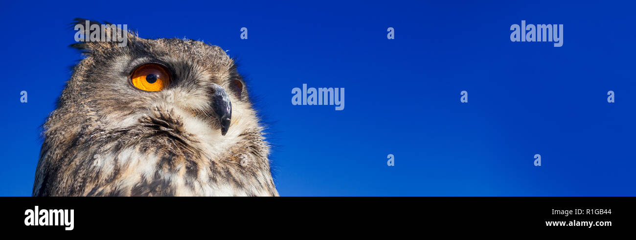 Panoramablick Web Banner, Europäischen oder Eurasian Eagle Owl, Bubo bubo, mit großen orangefarbenen Augen vor einem dunklen Blau Abend Nacht Himmel Stockfoto