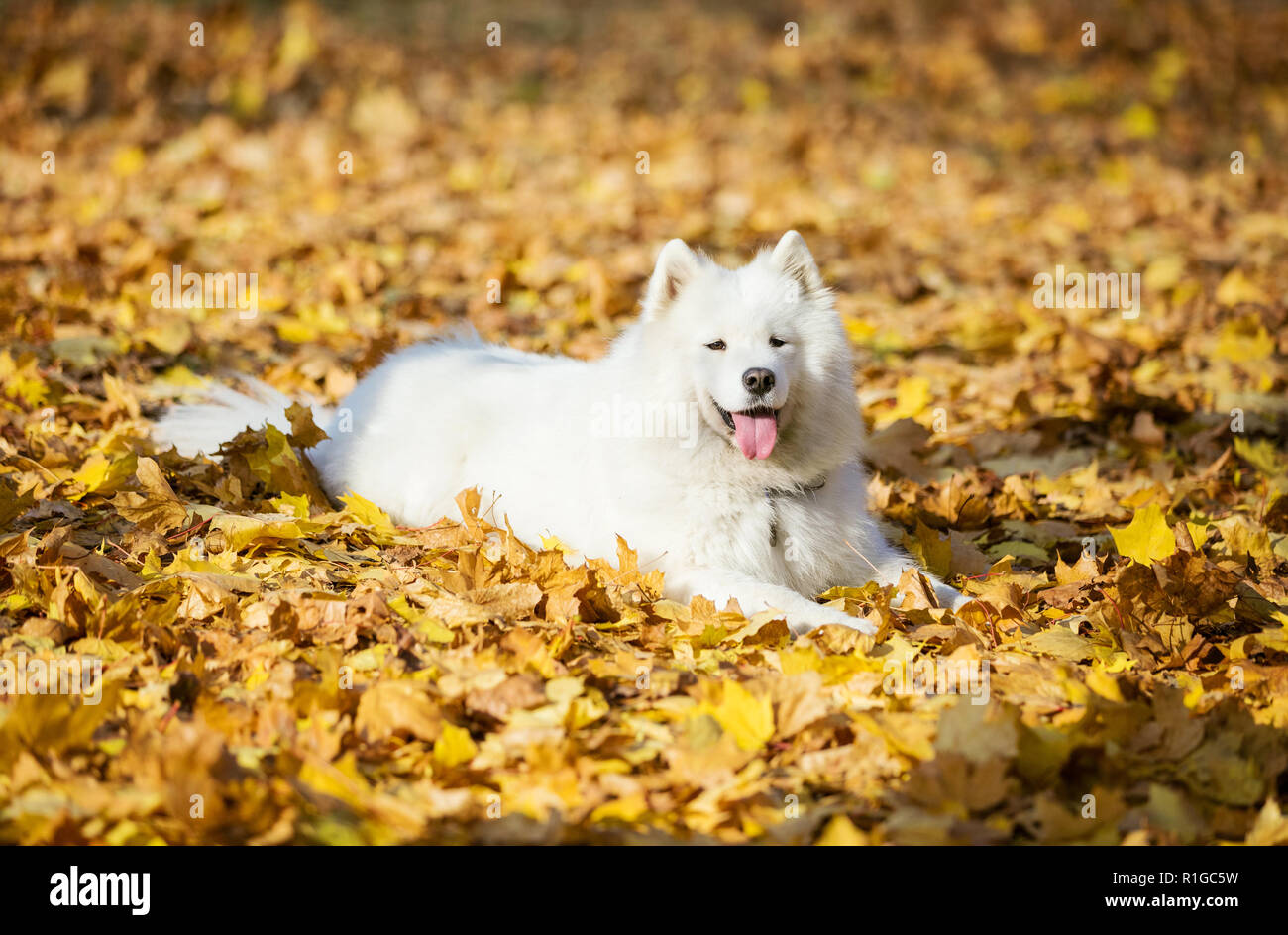 Happy samoyed Hund im Herbst Park Stockfoto