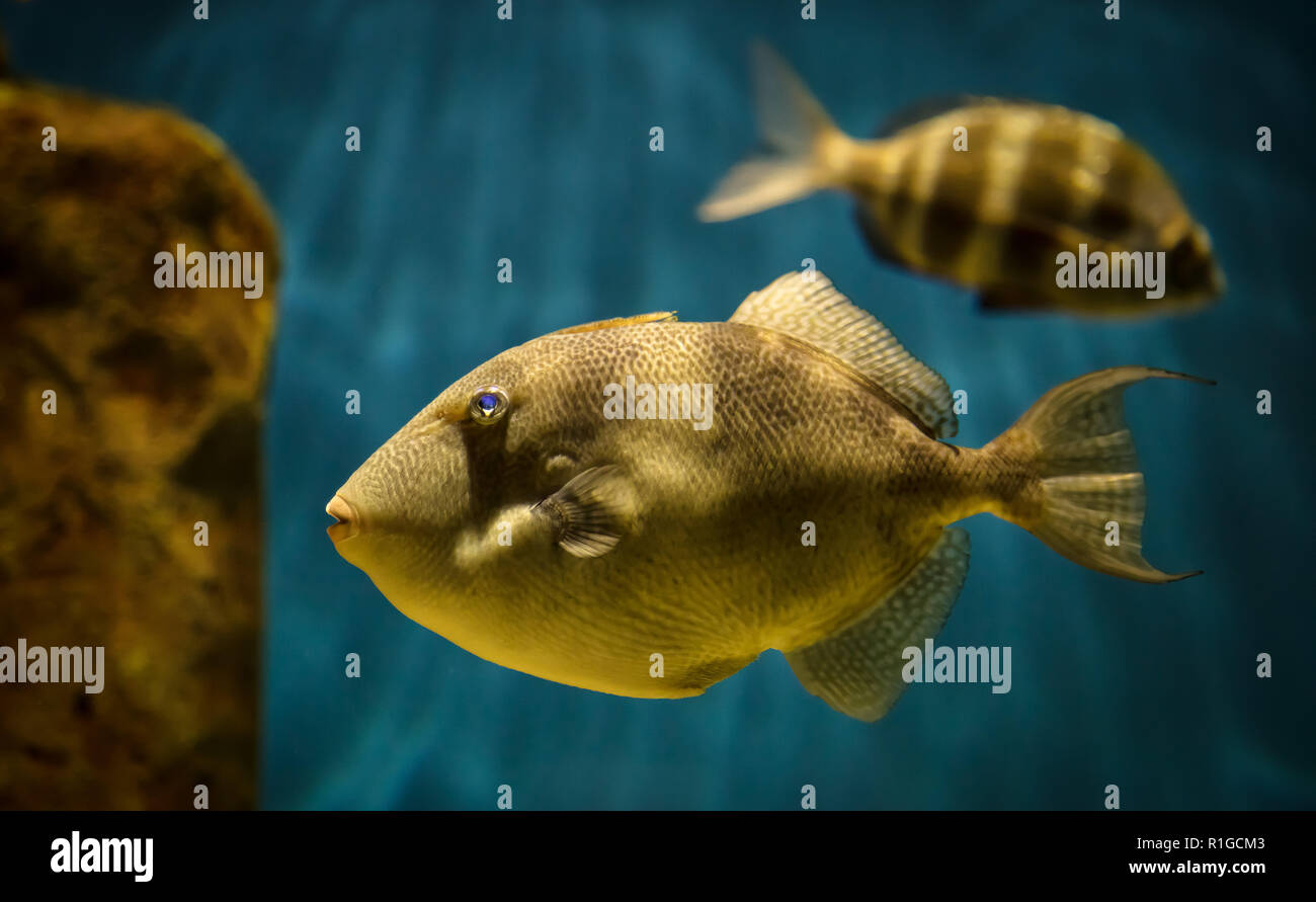 Fische: Balistes Capriscus Stockfoto