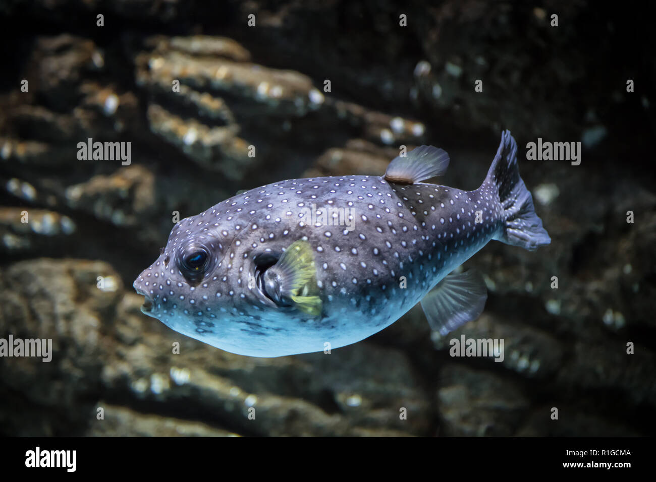 Fische: Arothron hispidus Stockfoto