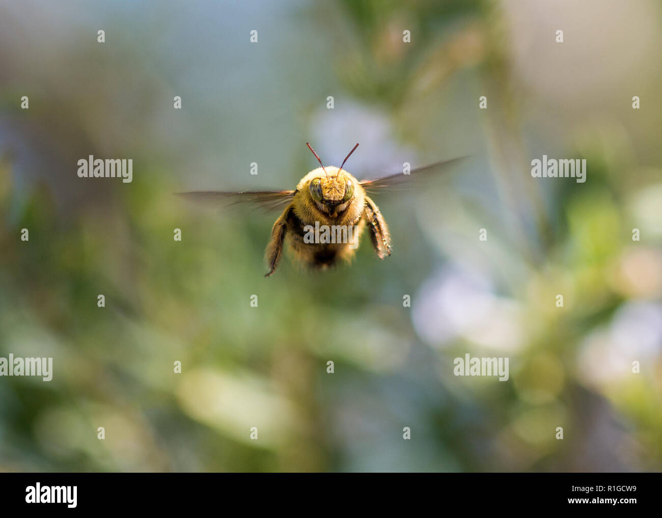 Makroaufnahme einer Hummel fliegen. Stockfoto