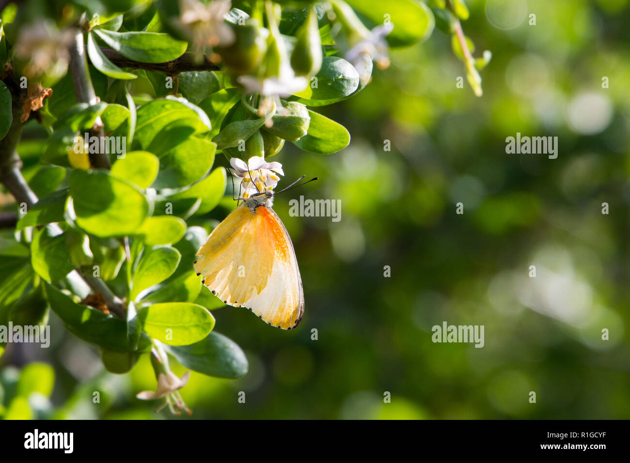 Gemeinsame gepunkteten Rahmen (Mylothris agathina), gelben Schmetterling mit schwarzen Punkten auf den Flügeln Kanten. Stockfoto