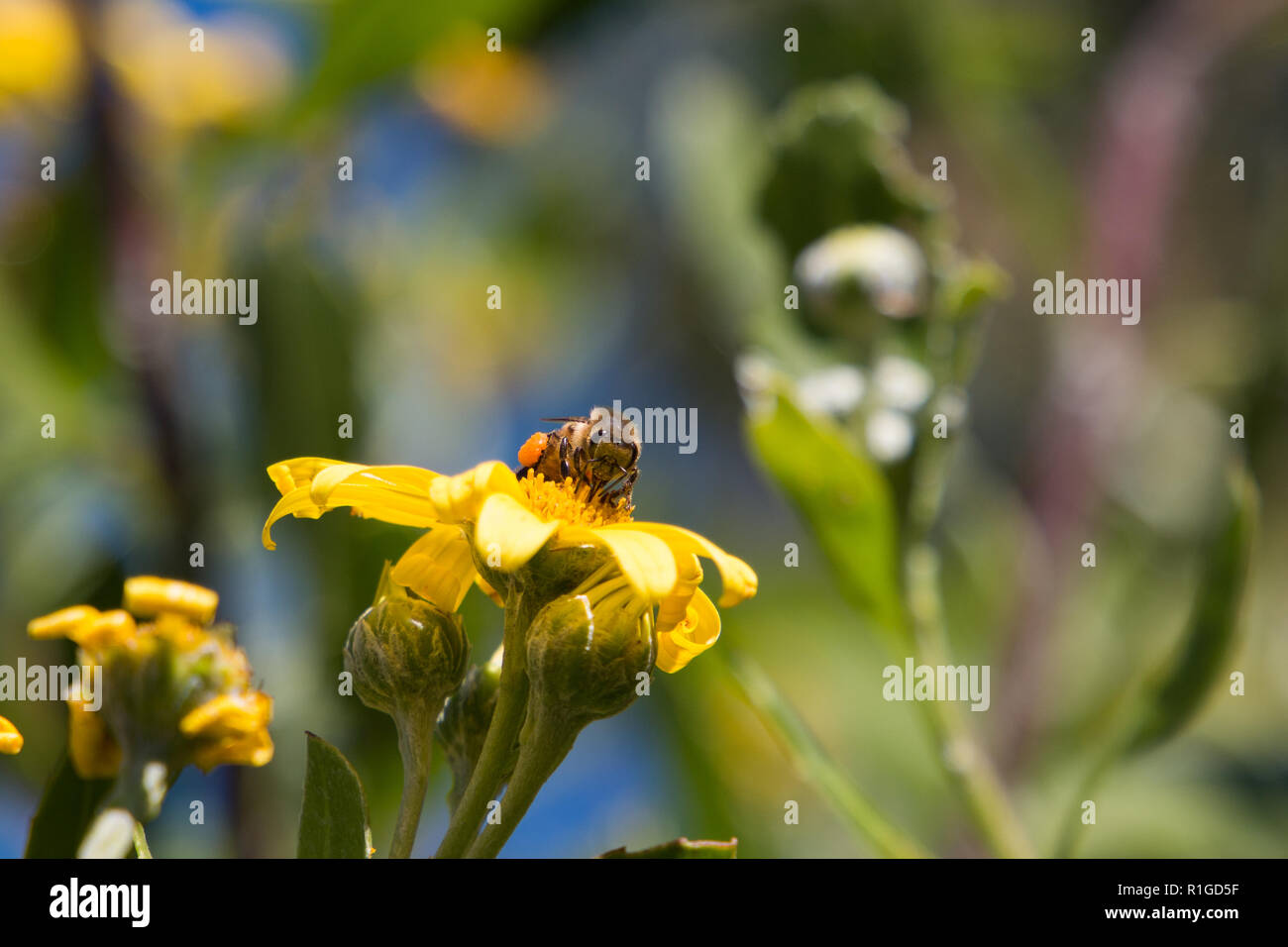 Honig Biene sitzt auf gelbe Blume im Freien Pollen sammeln Makro der Biene. Stockfoto