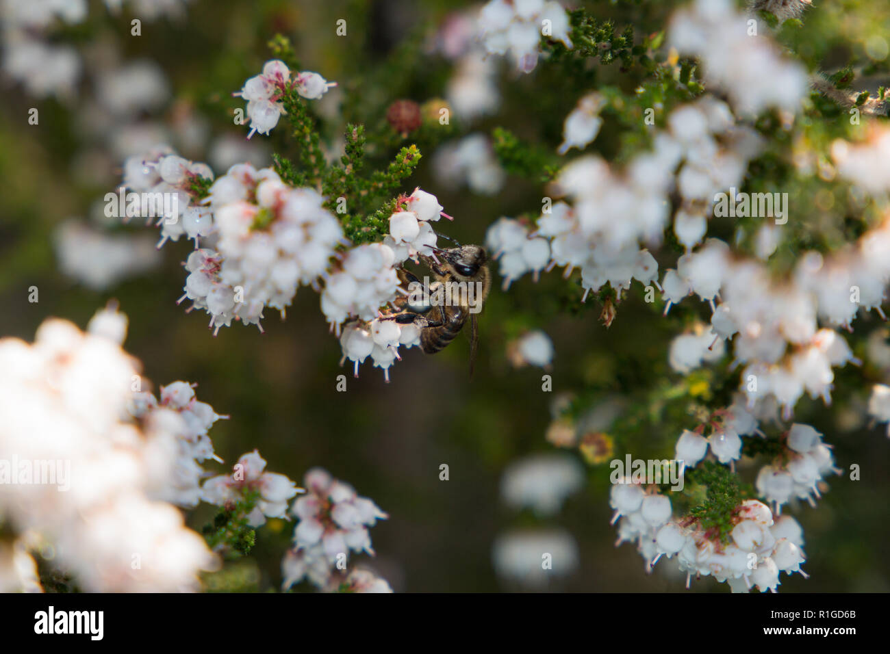 Fynbos strauch Fotos und Bildmaterial in hoher Auflösung Alamy