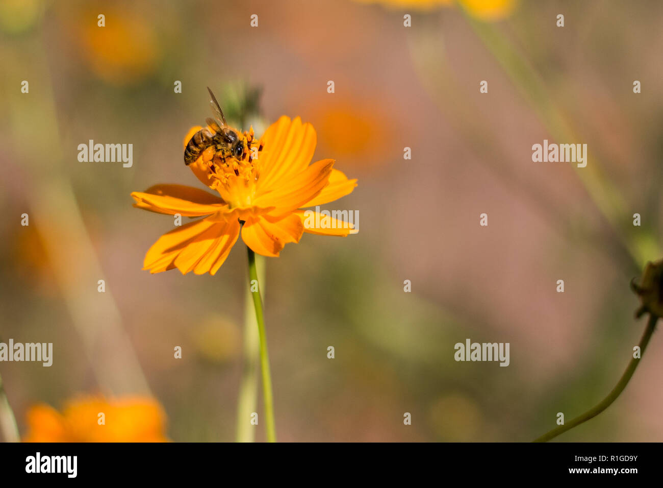 Orange Cosmos Blume Nahaufnahme mit einer Biene sitzen auf. Stockfoto