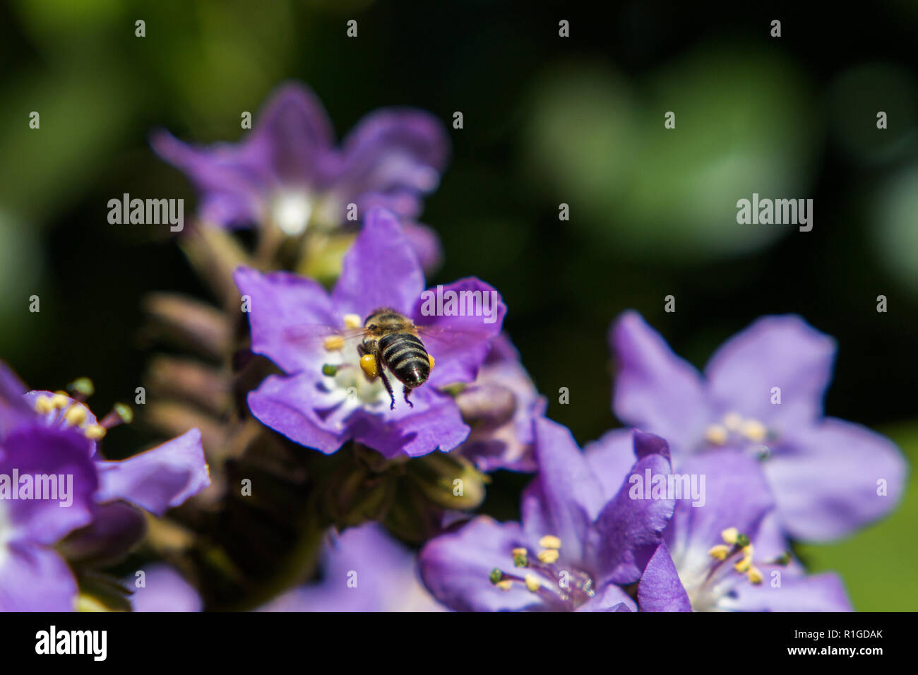 Lila Blüten der Pflanze blüht im Freien mit Honig Biene im Flug von der Kamera entfernt. Stockfoto