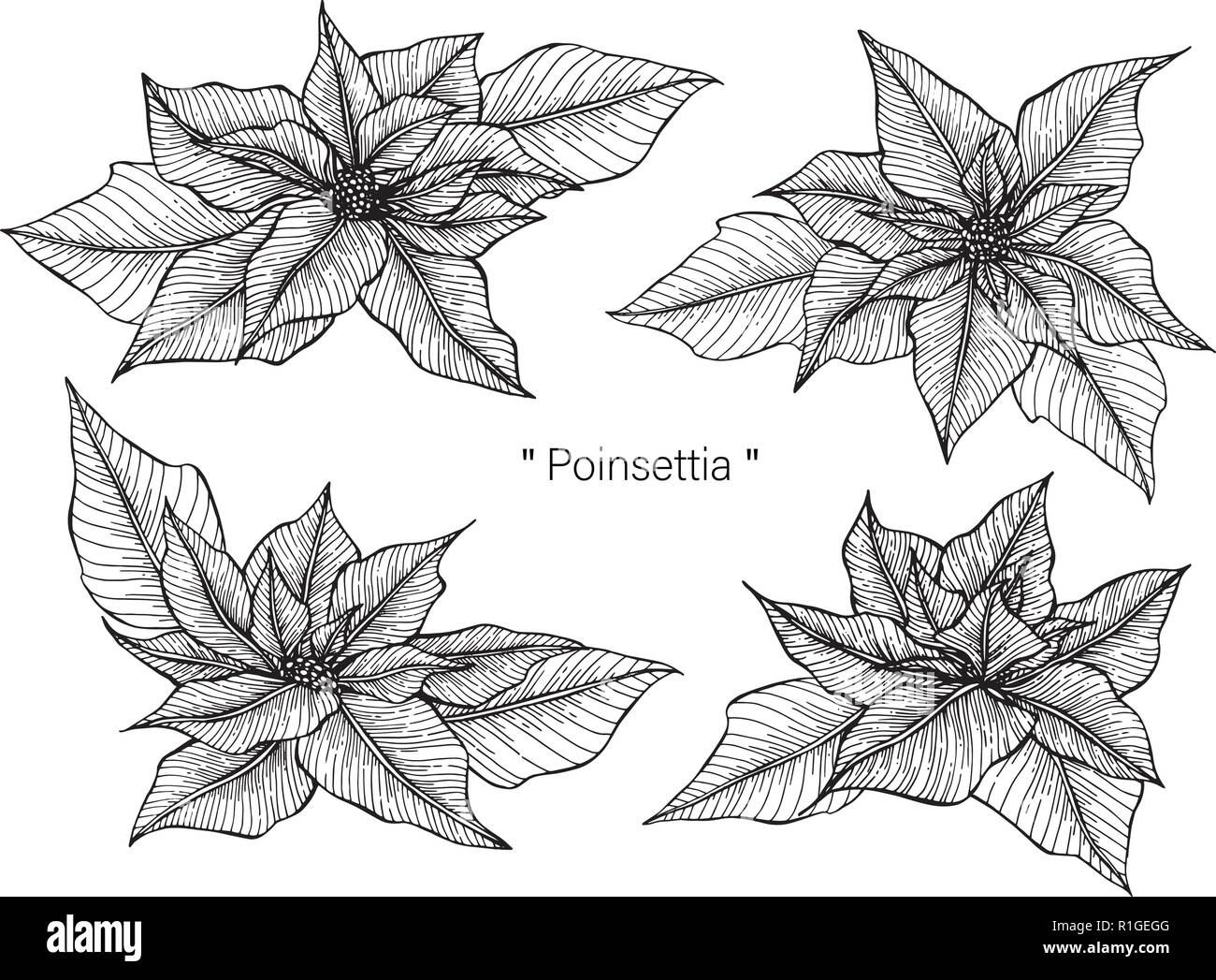 begonien als zimmerpflanze Begonia pustulata – behaarte Mexiko-Art main image 1