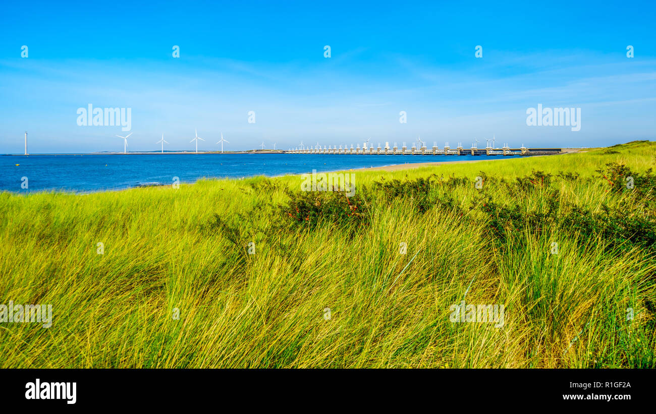 Die Gras bedeckte Dünen entlang der Oosterschelde Wasserstraße in der Provinz Zeeland in den Niederlanden Stockfoto