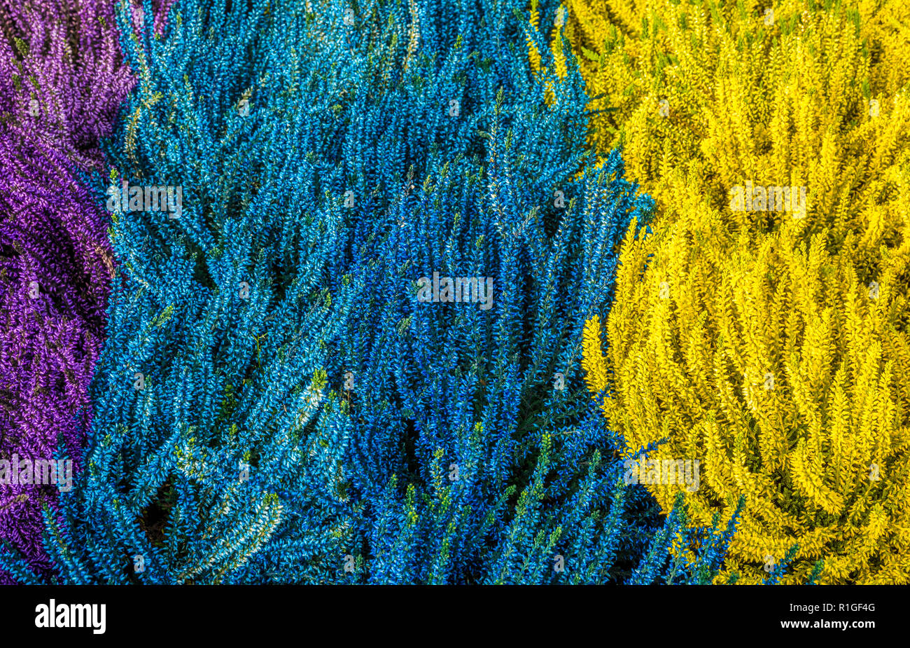 Erica Gracilis Stockfotos und bilder Kaufen Alamy