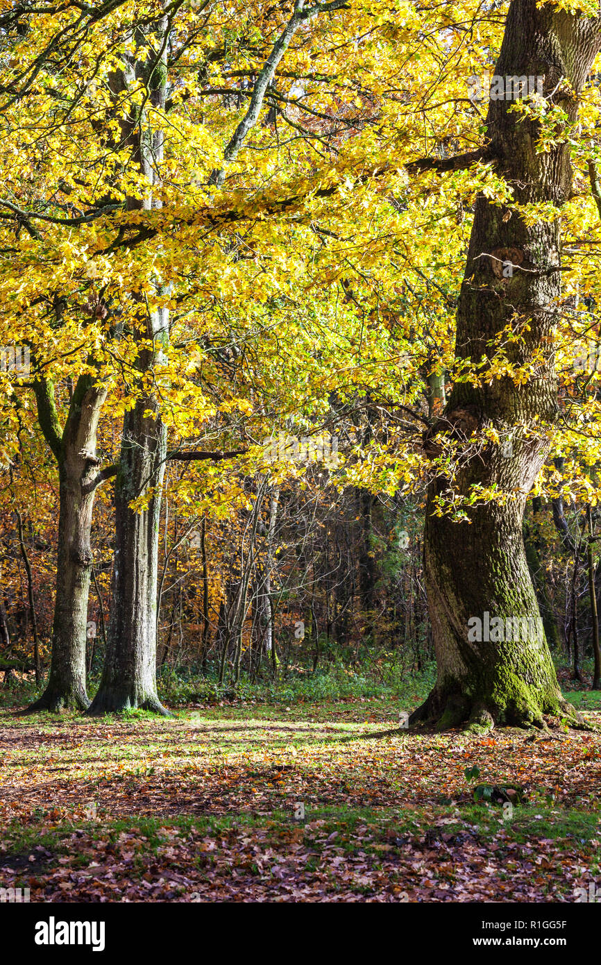 Herbst im Savernake Wald in Wiltshire. Stockfoto