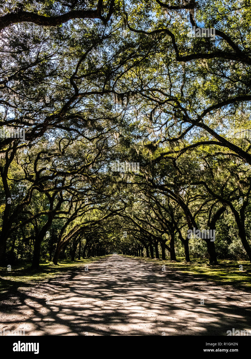 Der Antrieb bei Wormsloe Plantation Immobilien auf Hope Island Savannah Georgia USA, die überragt wird von live oak Zweigen geschmückt mit spanischem Moos Stockfoto
