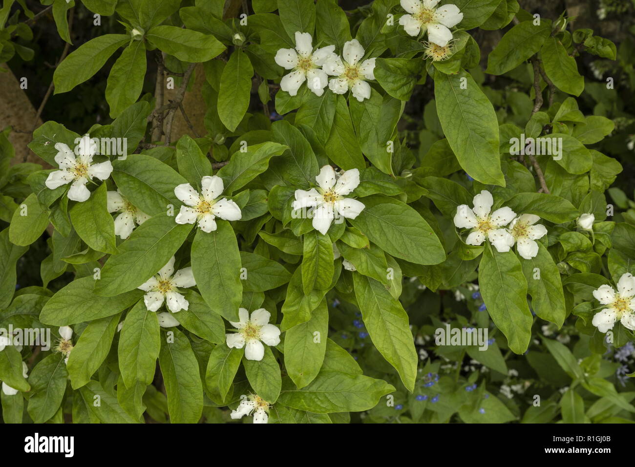 Gemeinsame Mispel, Mespilus germanica, in Blüte im Frühjahr. Stockfoto