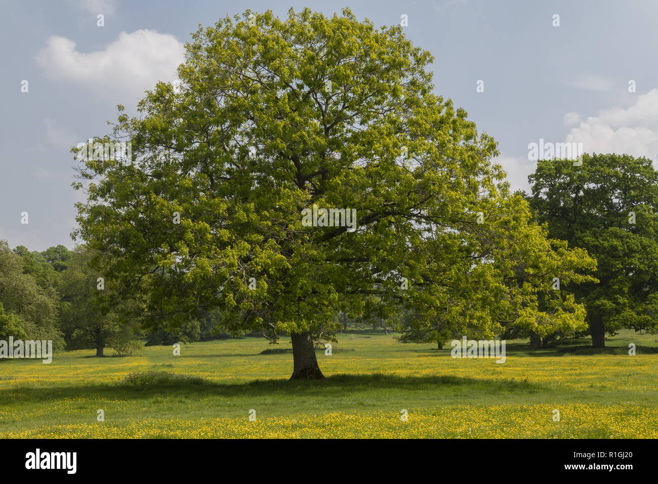 Stift Eiche, Quercus palustris, in einer Parklandschaft an Montacute House, Somerset. Stockfoto