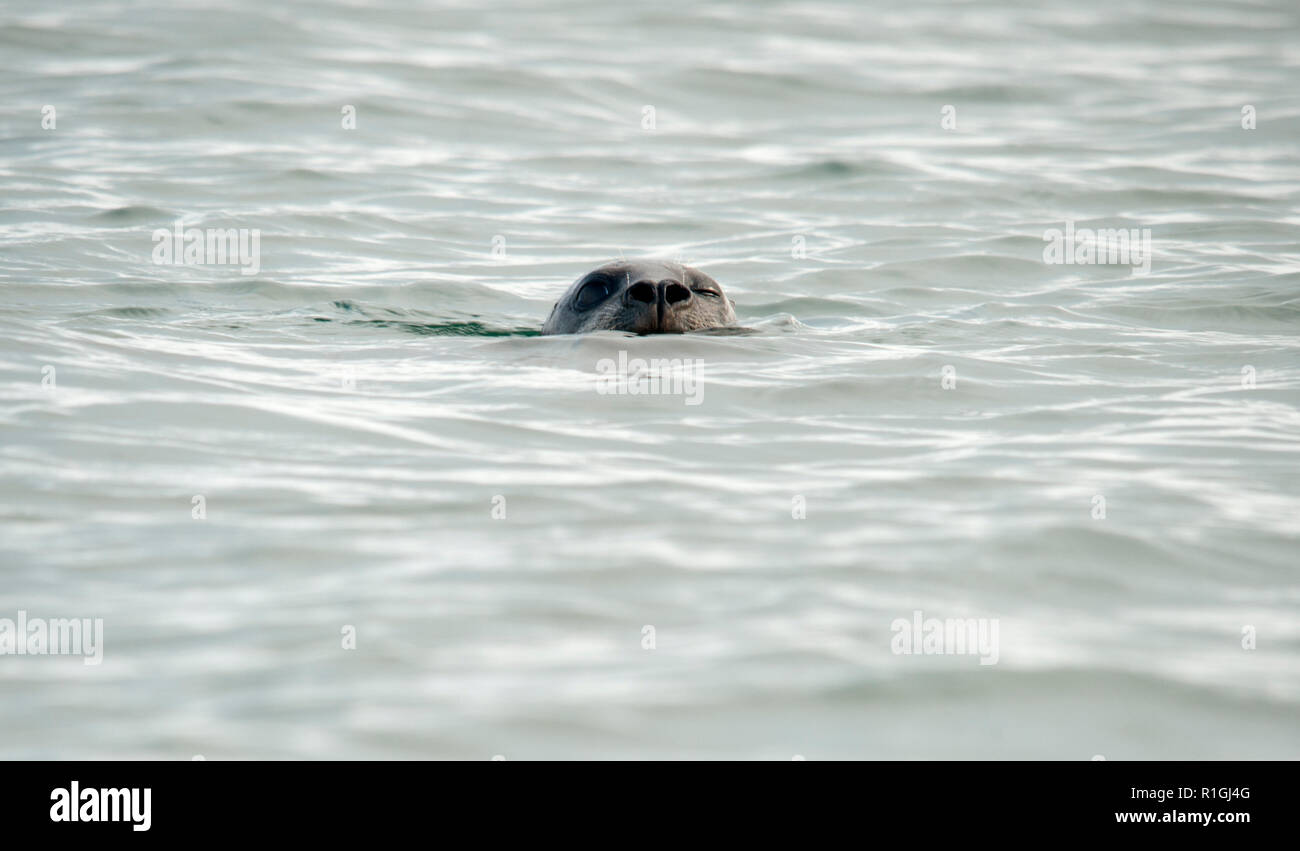 Der Hafen (oder Hafen) Dichtung (Phoca vitulina), auch als das gemeinsame Siegel bekannt, ist eine wahre Dichtung gefunden entlang der gemäßigten und Arktischen marinen Küstenlinien der Stockfoto