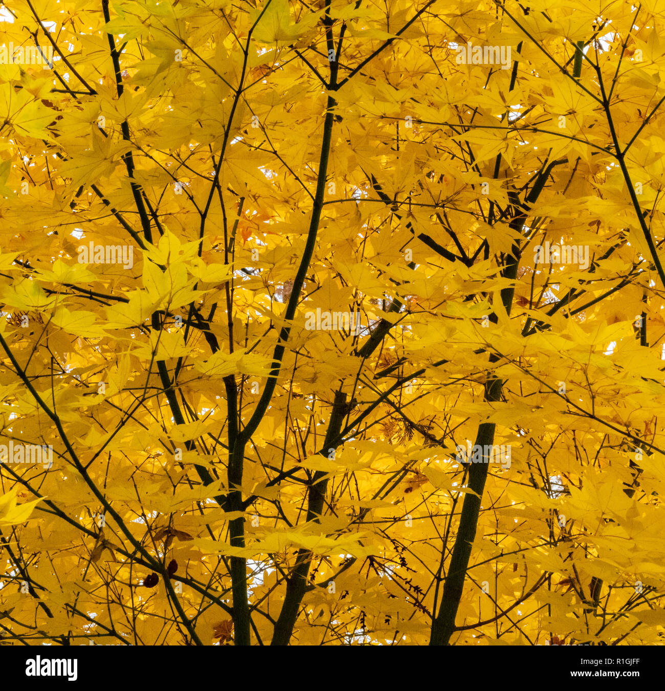 Herbst Farbe in japanischen Ahorn Acer palmatum Blätter - Teil des Britischen Nationalen acer Kollektion in Westonbirt Arboretum in Gloucestershire Stockfoto