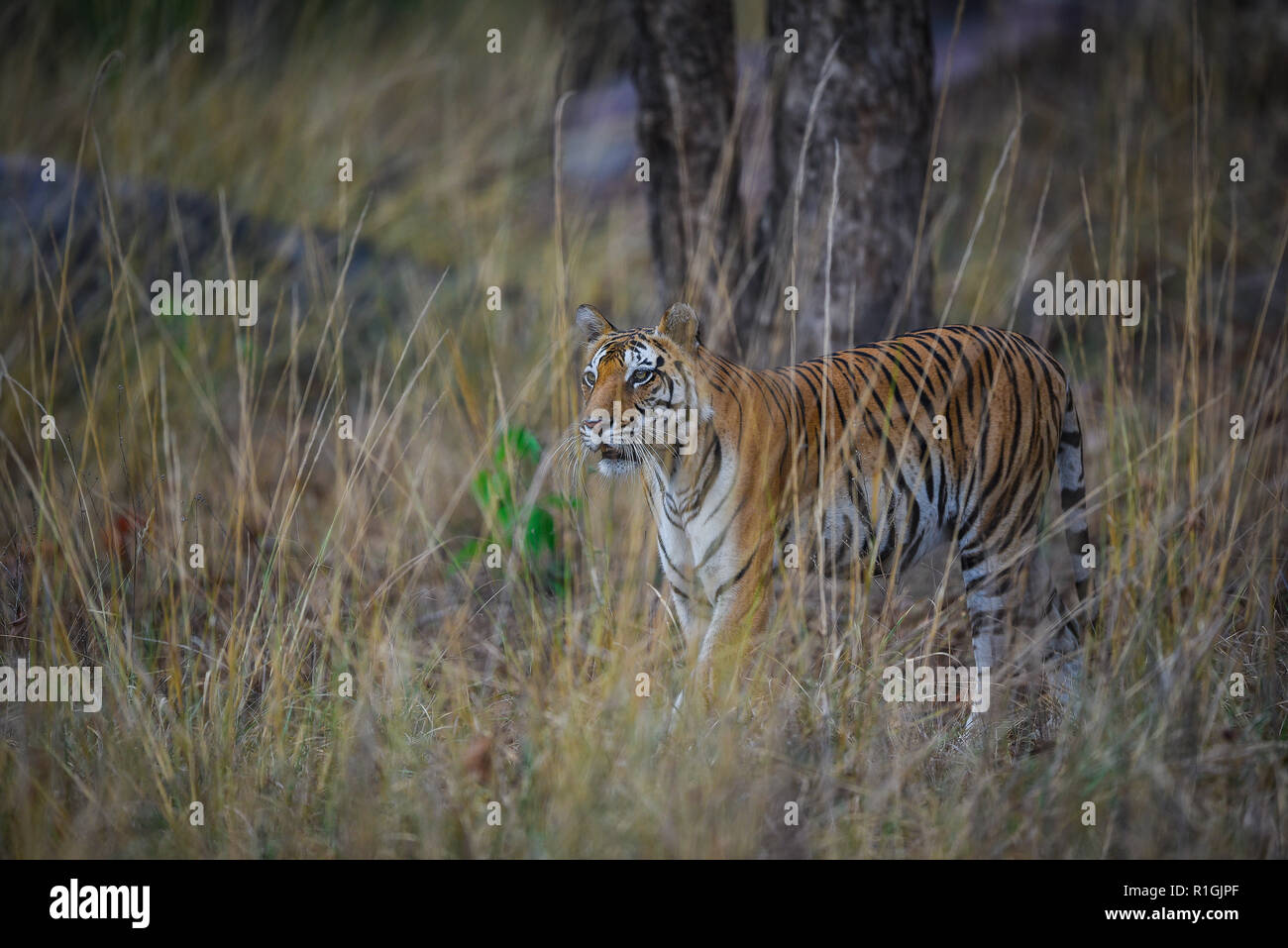 Zukunftige Mutter Eine Schwangere Tigerin Von Kanha Nationalpark Indien Stockfotografie Alamy