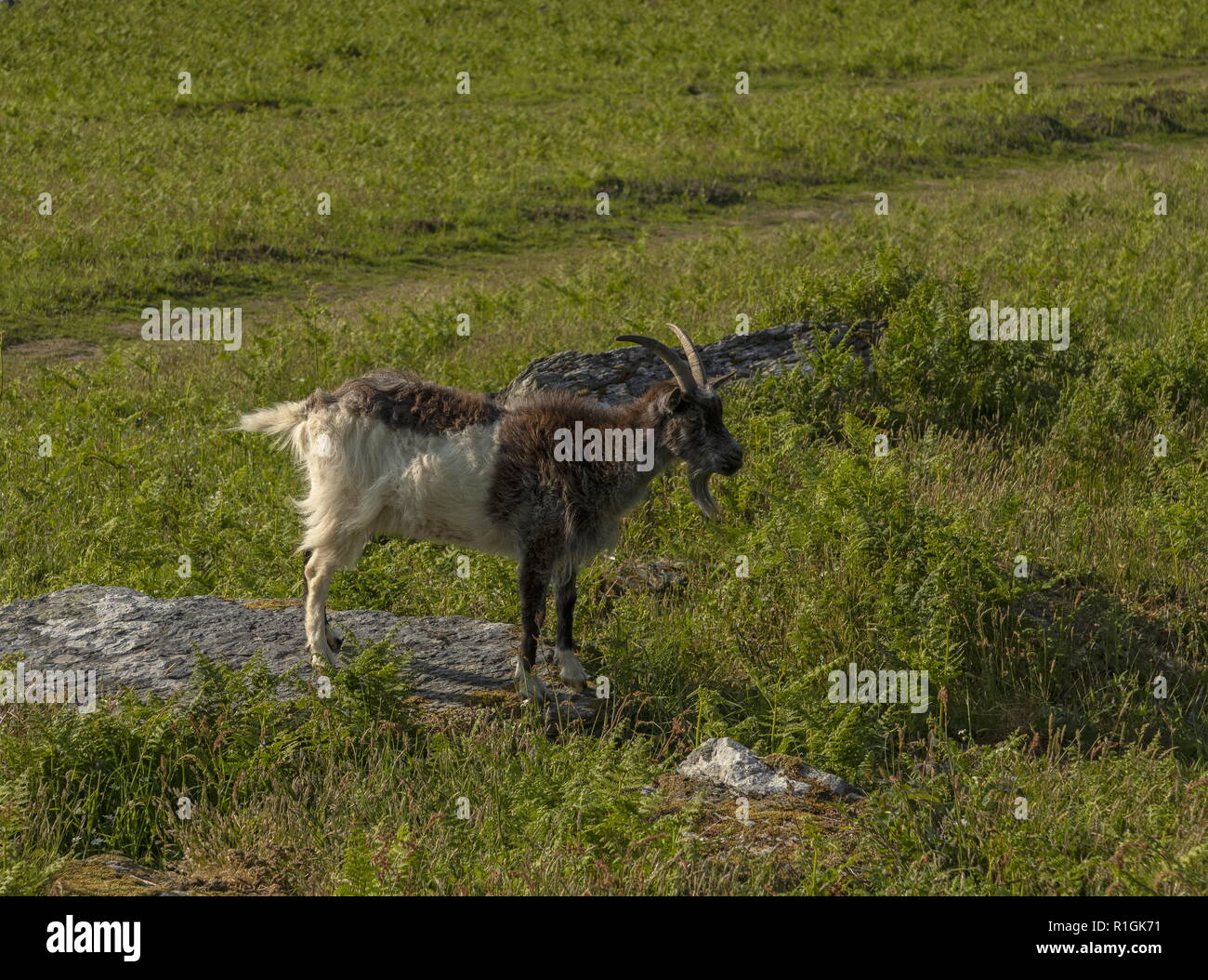 Ziege aus wilde Ziege Herde am Velley der Felsen, Lynton, Exmoor, Devon. Stockfoto