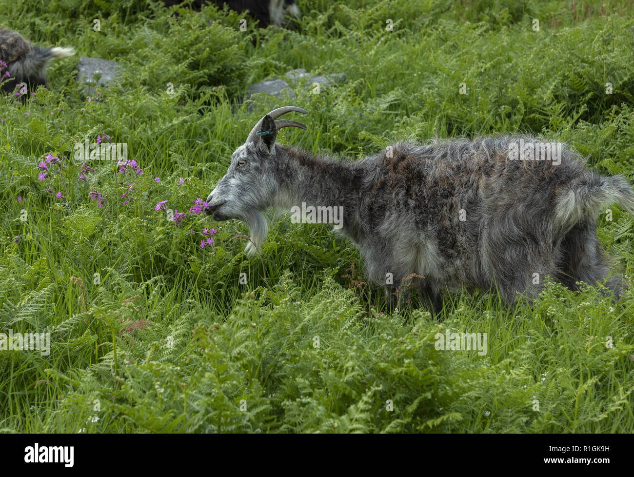 Ziege aus wilde Ziege Herde am Velley der Felsen, Lynton, Exmoor, Devon. Stockfoto