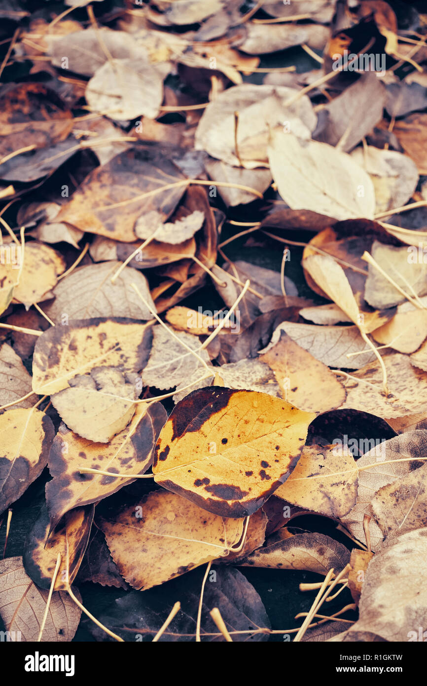 Verfallende Blätter, die Zeit Konzept, selektiver Fokus, Farbe Tonen angewendet. Stockfoto
