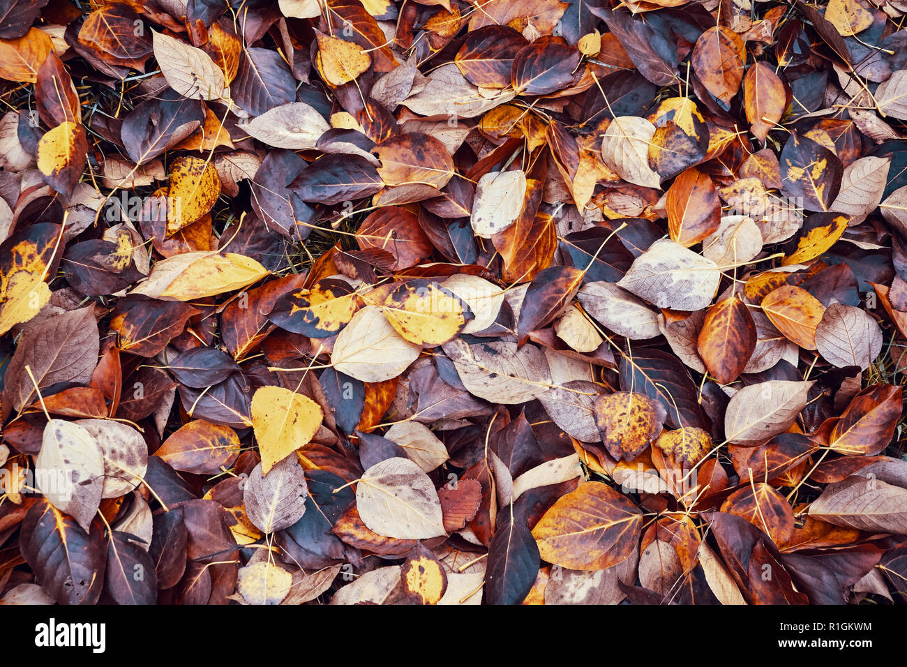 Verfallende Blätter, die Zeit Konzept, Farbe Tonen angewendet. Stockfoto