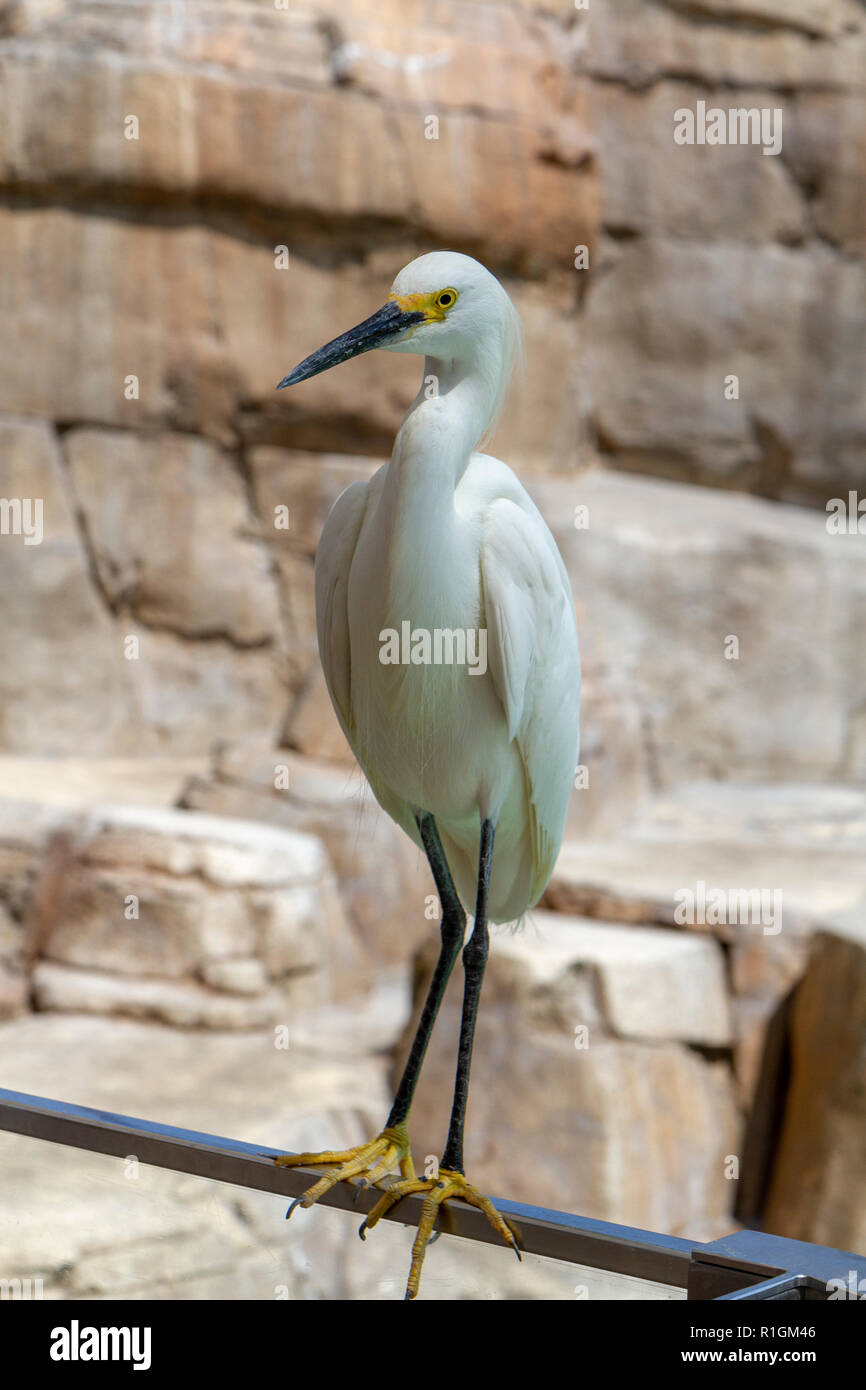 Ein Reiher neben Seelöwen für freie Fische von Besuchern in SeaWorld San Diego, California, United States geworfen. Stockfoto