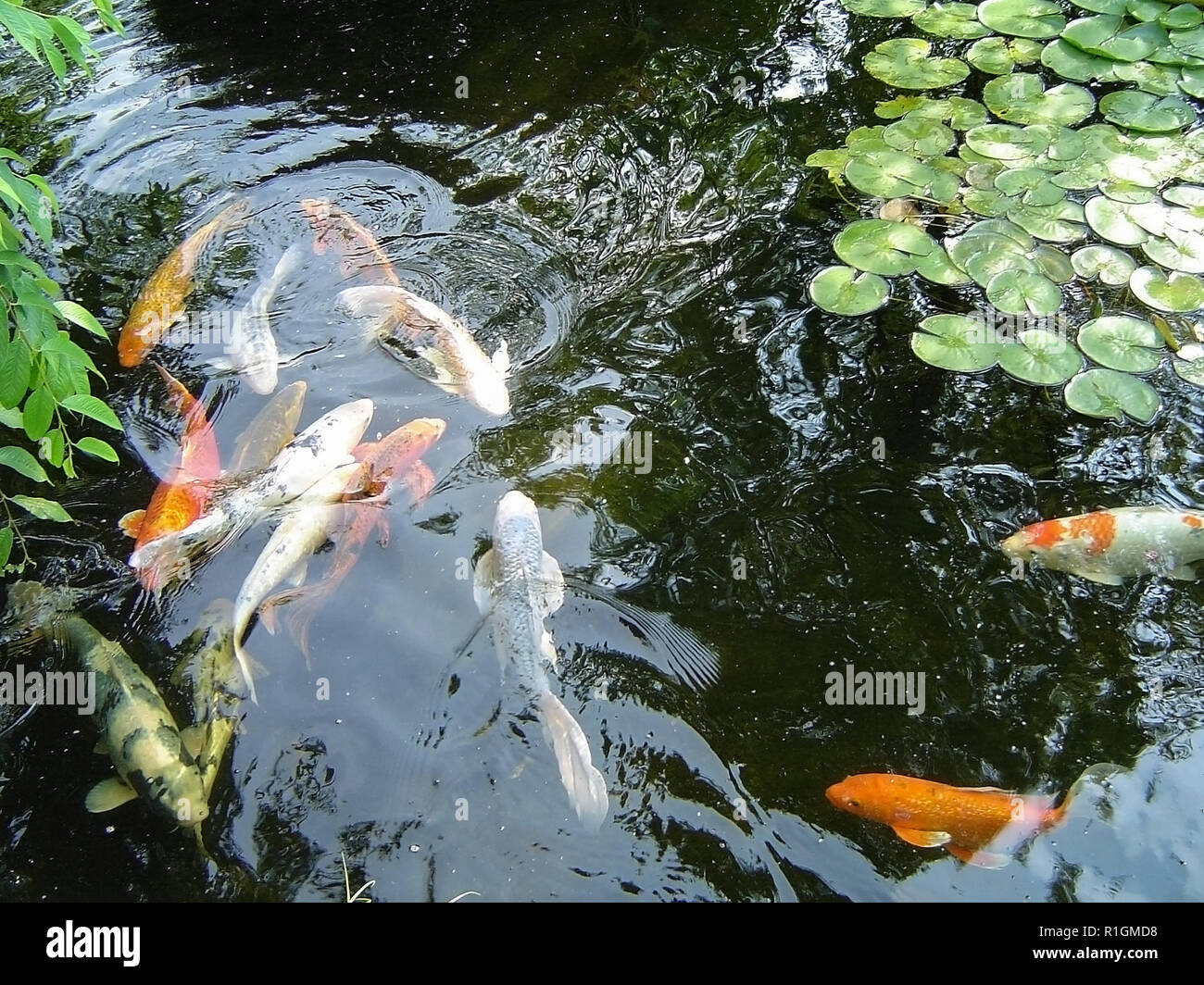 Koi teiche im freien Fotos und Bildmaterial in hoher Auflösung Alamy