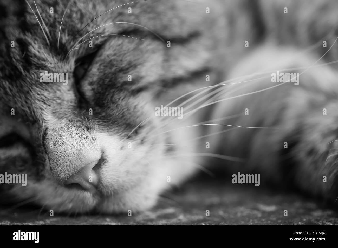 Nahaufnahme Katze Stockfotos und bilder Kaufen Alamy