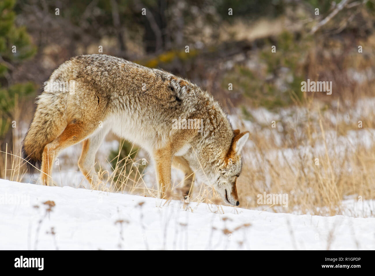 42,757.09830 Nahaufnahme von Erwachsenen coyote langsam Breitseite & sniffing Boden in kalten schneereichen Winter schnee Wald Bürste Sträucher Stockfoto