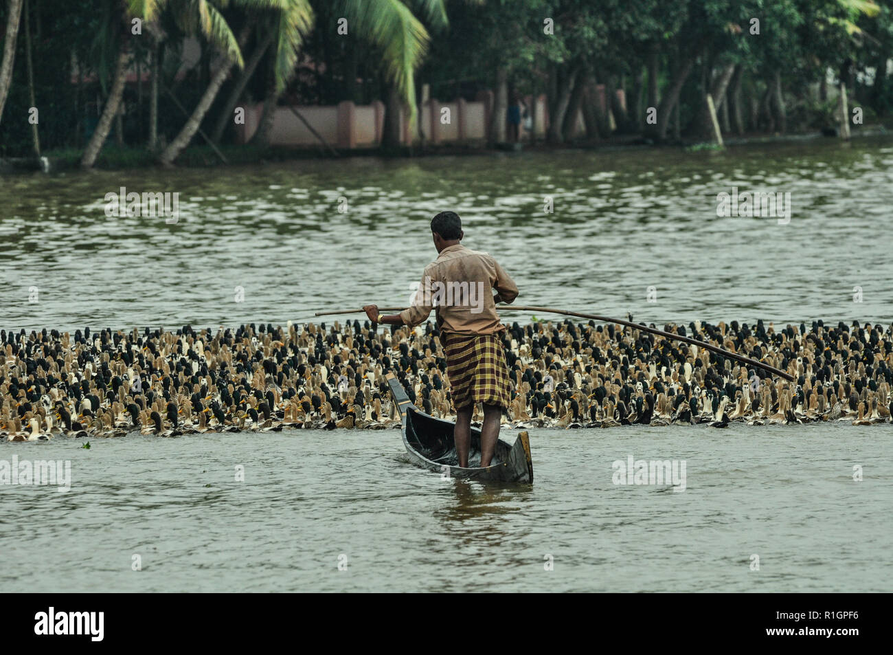 Große Gruppe von Enten auf dem Wasser von einem Schäfer in einem Boot in der malerischen Backwaters, Kerala, Südindien. Stockfoto