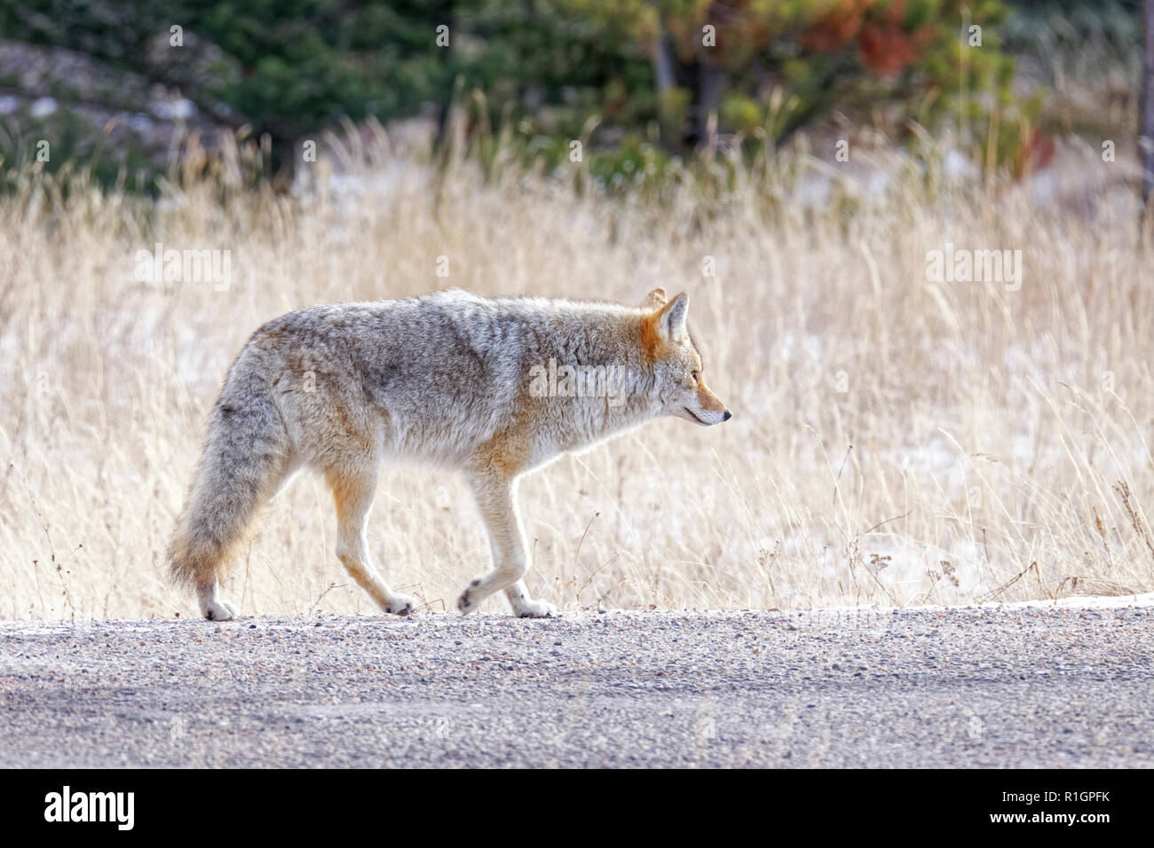 43,124.09539 Coyote langsam hinunter, wandern auf einem kalten Winter Schotterstraße, mit hohen totem Gras und Bäume im Hintergrund Stockfoto