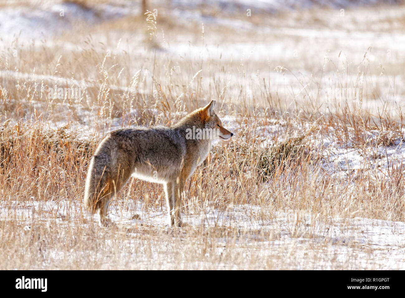 43,124.09543 Coyote stehen im Schnee Schnee frosty hohen totem Gras Stockfoto