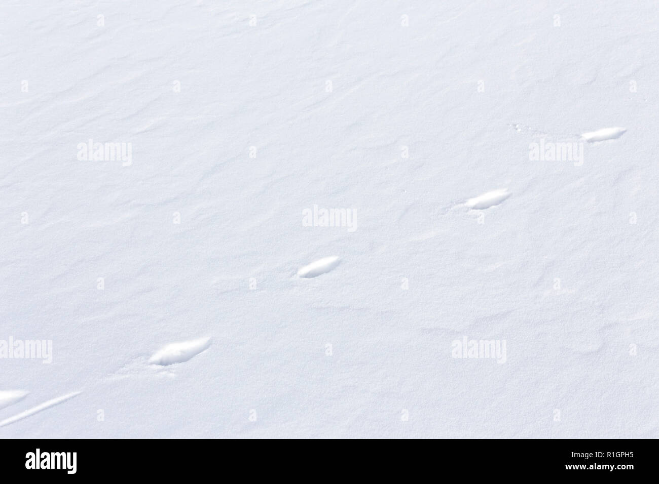 42,748.08618 Nahaufnahme von 5 coyote Titel Kreuzung diagonal Walking im frischen Schnee Stockfoto